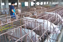 Dự báo thiếu 500.000 tấn thịt lợn vào cuối năm