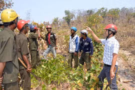 Ia Pa: Phê bình 5 đơn vị chậm triển khai trồng rừng