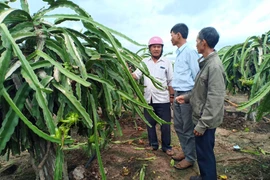 Ia Pa: Hội nghị đầu bờ mô hình thanh long ruột đỏ