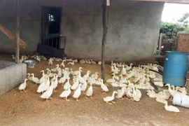 Lâm Đồng: Chuyển đổi chăn nuôi 'né' dịch tả heo Châu Phi