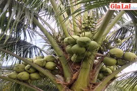 Về Kông Chro thăm vườn dừa một thập kỷ