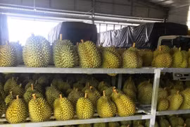 Sầu riêng Việt Nam 'bơi' sang Mỹ, giá 185.000 đồng/kg