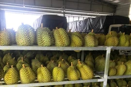 Sầu riêng Việt Nam 'bơi' sang Mỹ, giá 185.000 đồng/kg