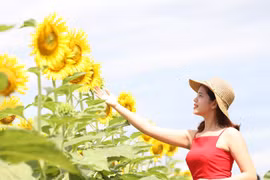 Phát sốt với vườn hoa hướng dương mới xuất hiện ở Quảng Nam