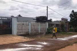 Công bố dịch tả heo châu Phi trên địa bàn thị trấn Đak Đoa