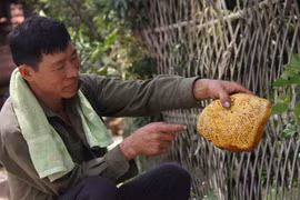 Theo dấu ong đi tìm mật