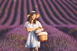 Cánh đồng hoa oải hương nhuộm tím sắc trời nước Pháp