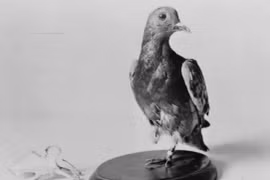 Chuyện thật không tưởng về chú chim bồ câu làm xoay chuyển cán cân lịchsử