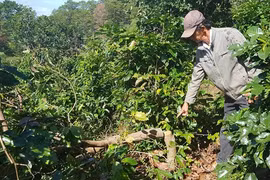 Tây Nguyên tái diễn nạn chặt phá cây trồng