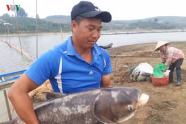 Thu nhập 3 tỷ đồng/năm nhờ nuôi cá trên vùng đất ... cà phê