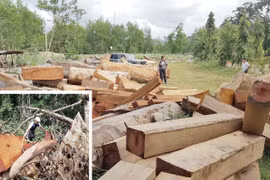 Ăn của rừng rưng rưng nước mắt