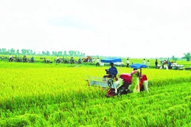 Bảo hiểm nông nghiệp: Khó nhưng phải làm