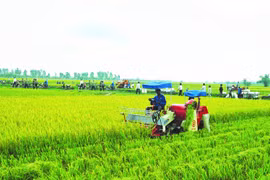 Bảo hiểm nông nghiệp: Khó nhưng phải làm