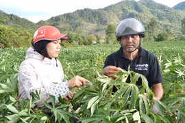 Krông Pa: Bệnh khảm lá mì lan nhanh
