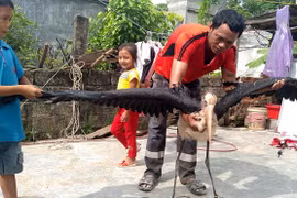 Chim khổng lồ quý hiếm sa ruộng lúa ở Hà Tĩnh