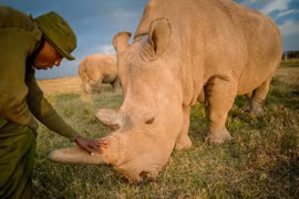 Lần đầu tiên lấy thành công trứng của 2 con tê giác phương Bắc cuối cùng