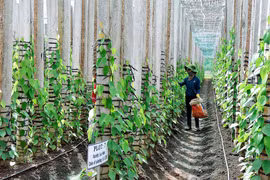 Gia Lai: Chủ động phòng trừ dịch bệnh trên cây hồ tiêu