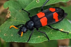 Kon Tum: 'Cơn sốt ' bắt sâu ban miêu bán, coi chừng bỏng nặng, tử vong