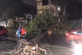 TP.Pleiku: Cây xanh lại bật gốc