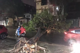 TP.Pleiku: Cây xanh lại bật gốc