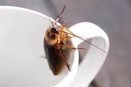 Sữa gián: Bạn đã thử xu hướng thực phẩm mới, độc, lạ này chưa?