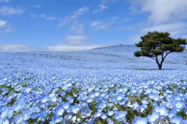 Ghé thăm Ibaraki, Nhật Bản - thiên đường du lịch và dưa lưới