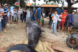 Cá voi khổng lồ dạt vào bờ biển Khánh Hòa