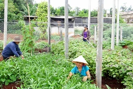 Binh đoàn 15: Sôi nổi phong trào phụ nữ giúp nhau phát triển kinh tế