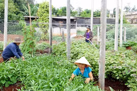 Binh đoàn 15: Sôi nổi phong trào phụ nữ giúp nhau phát triển kinh tế