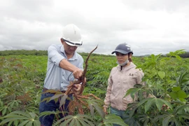 Hỗ trợ 'nhầm' giống cây bệnh cho dân nghèo