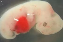 Nhật Bản thử nghiệm nuôi cấy các cơ quan người trên động vật