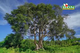 Chuyện lạ Đắk Nông: Làng hút khách du lịch nhờ "Cây thần linh"