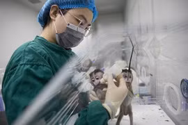 Mẫu vật khỉ lai người đầu tiên ở Trung Quốc và mối lo đạo đức