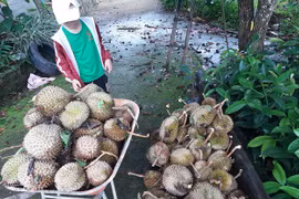 Ảnh hưởng bão số 3: Sầu riêng rụng trăm tấn, cây đổ gục