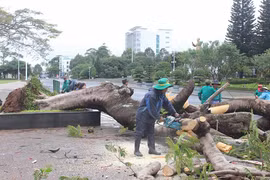 Pleiku: Nỗi lo cây xanh ngã đổ