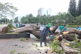 Pleiku: Nỗi lo cây xanh ngã đổ