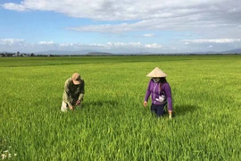 Chất lượng nguồn nhân lực của HTX: Chưa đáp ứng yêu cầu phát triển