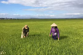 Chất lượng nguồn nhân lực của HTX: Chưa đáp ứng yêu cầu phát triển