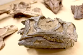 Phát hiện loài khủng long mới tại Nam Phi