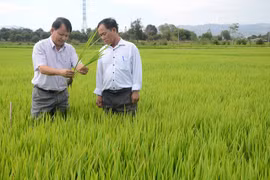 Phú Thiện: Lúa vụ mùa sinh trưởng, phát triển tốt