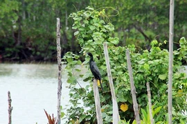 Cồn Chim kể "tội" cồng cộc