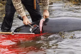 Thợ săn giết thịt 23 con cá voi,nhuộm đỏ nước biển ở quần đảo Faroe