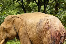 Có một thị trường đen ngang nhiên buôn bán ngà voi