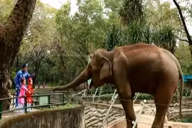 Xúc Xắc Xúc Xẻ-Bé Bảo An, Phi Long