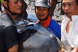 Hàng trăm người giải cứu cá voi mắc cạn