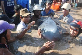 Hai cá voi trôi dạt vào bờ biển Quảng Bình