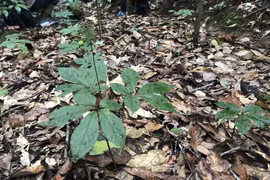 Ly kỳ sâm Ngọc Linh: Những chuyện khó tin