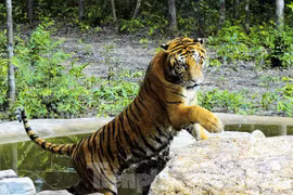 Thực hư cá thể hổ trong vùng hang động núi lửa lớn nhất Đông Nam Á