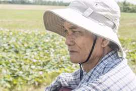 Ngóng lục bình trôi