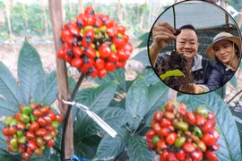 Vườn sâm 'bí mật' ở Lâm Đồng